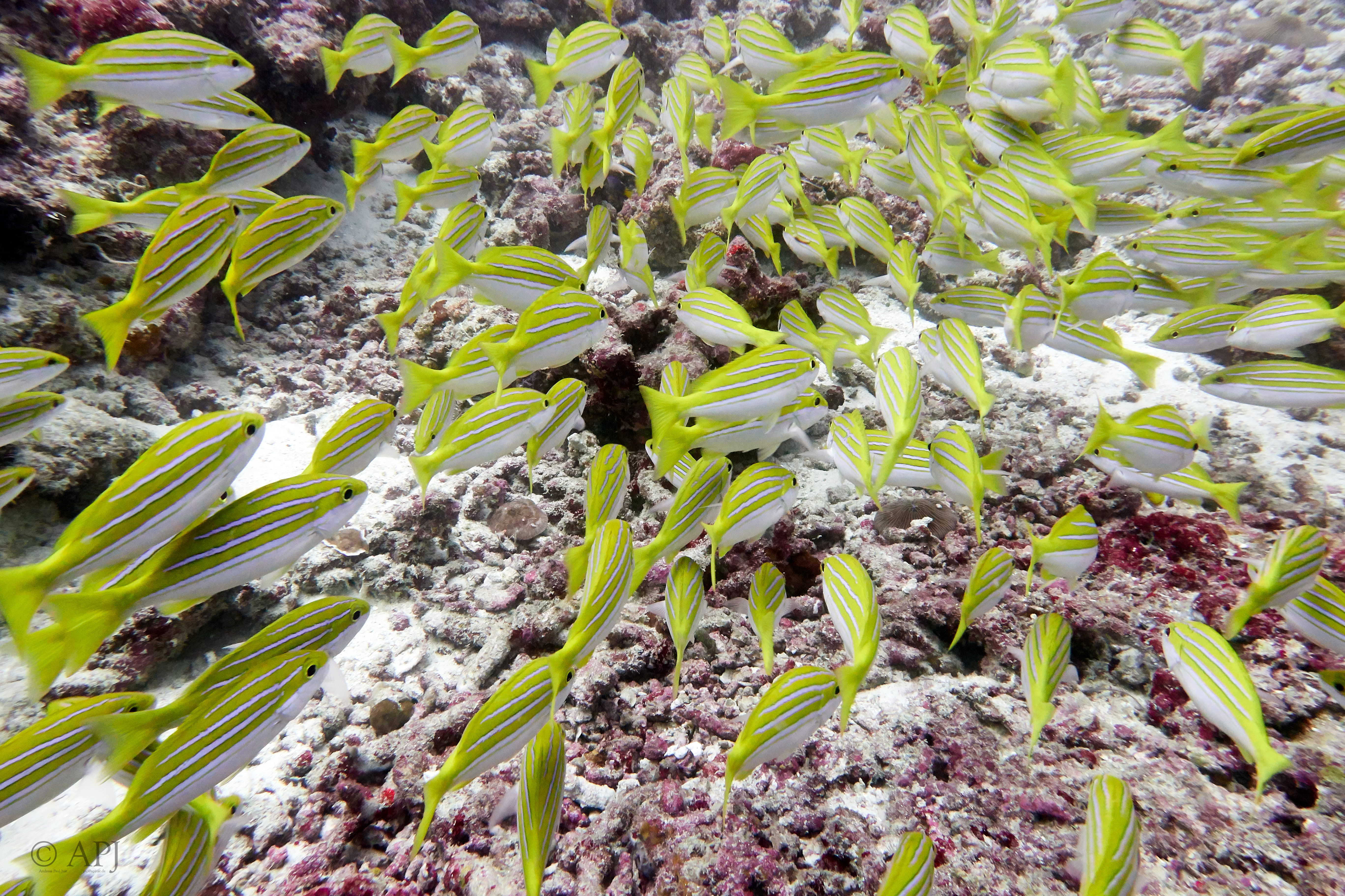 000730 15 08 17  Canon PowerShot G7 X Mark II   Malediven2017